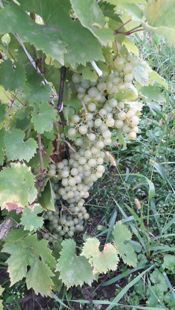 Саджанці винного винограду
