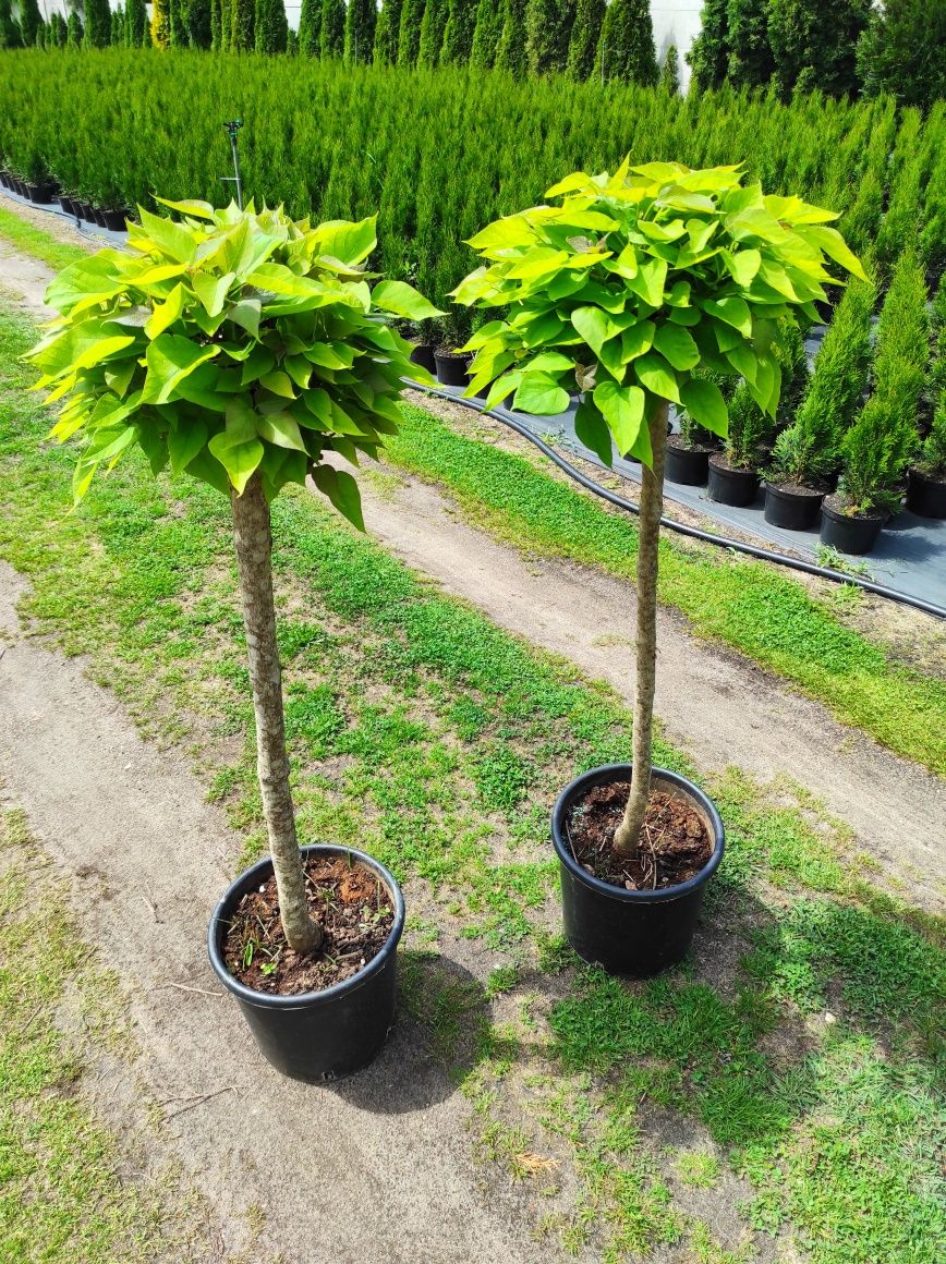 Catalpa Katalpa 120-150cm