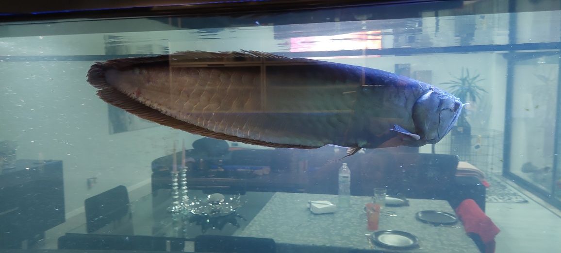 AROWANA  com cerca 60cm