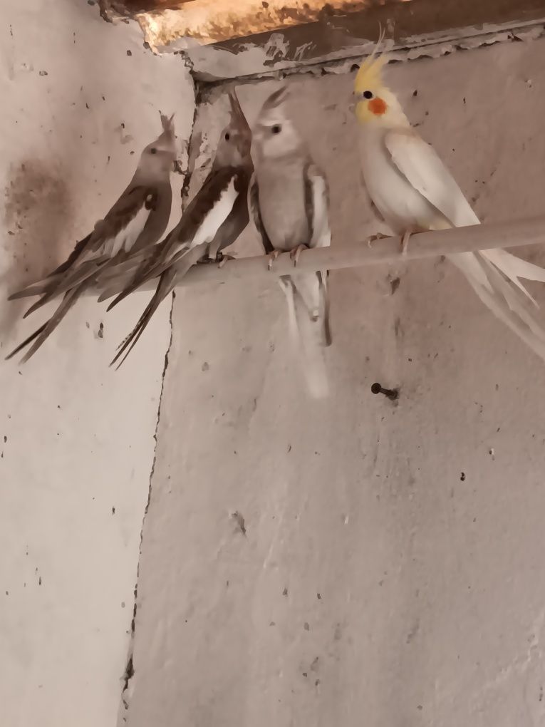 Caturras deste ano
