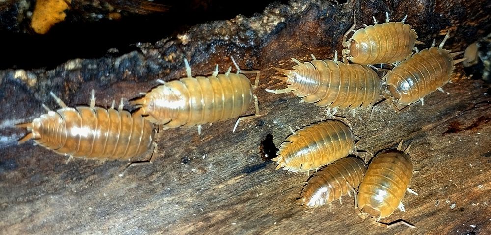 Isopody, Porcellio laevis "Orange" 20szt