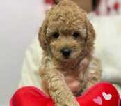 Bichpoo/Maltipoo/Poochon do rezerwacji
