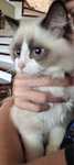 kotka rasy ragdoll