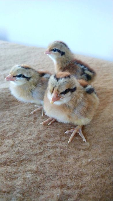 Kurczęta  , pisklęta , zielononóżki. araukany, polbary,czubatki i inne