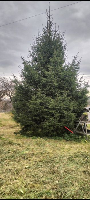 Продається ялинка 7 метрів