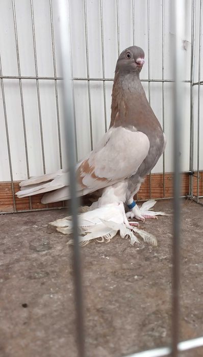 Gołebie ozdobne blauwindry samica