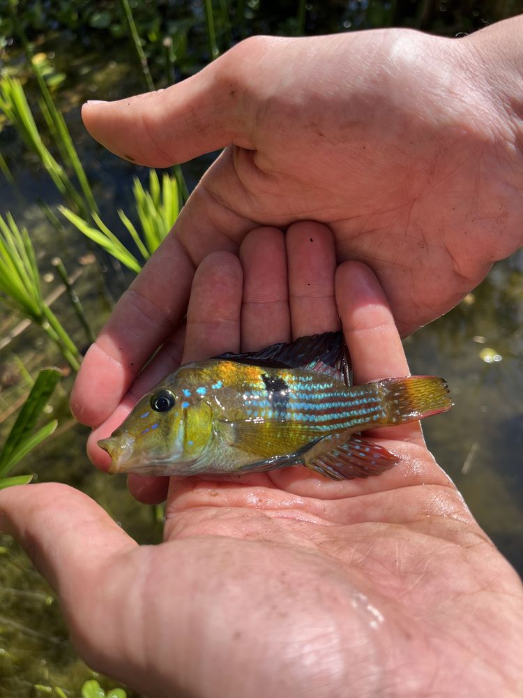 Vendo Gymnogeophagus Terrapurpura