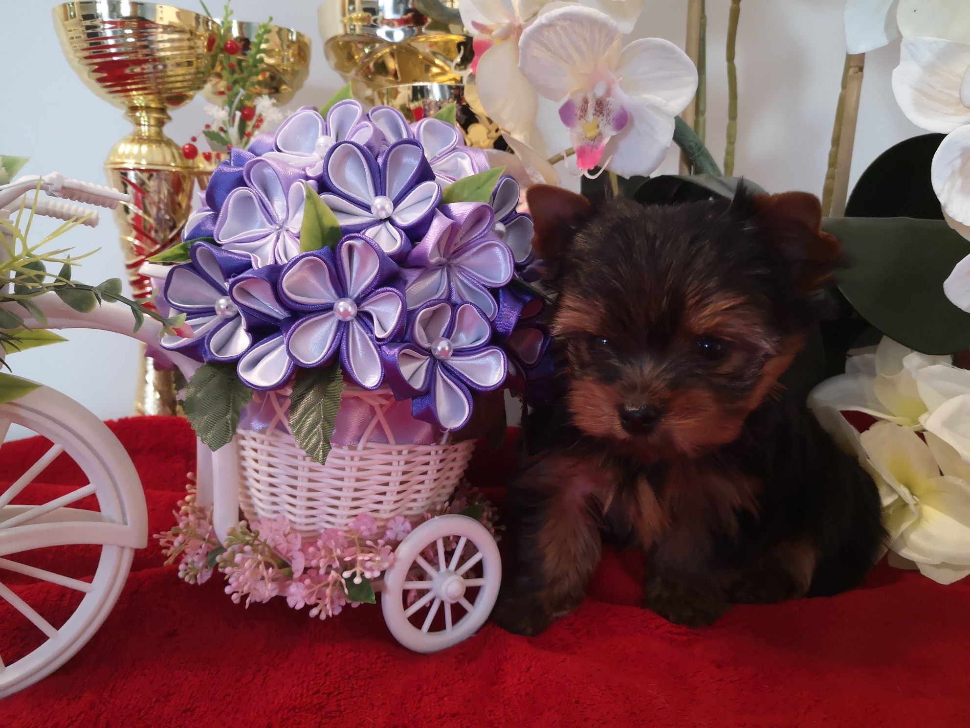 Yorkshire terrier piesek z rodowodem