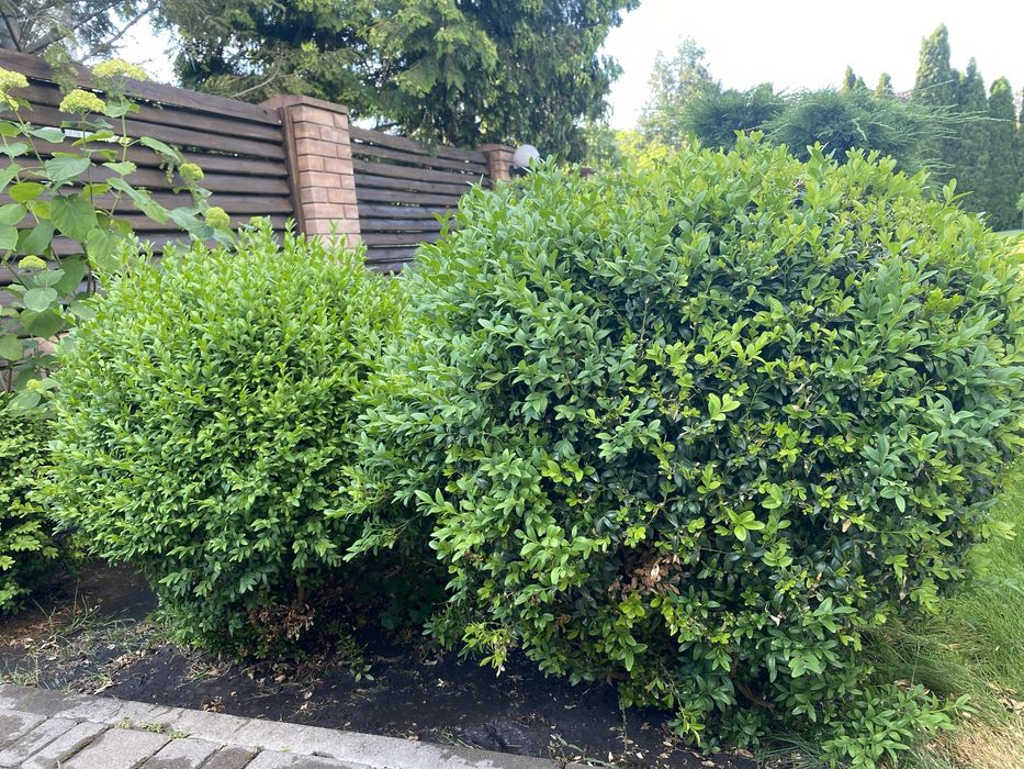 Самшит кущ 60 см/ 60 см