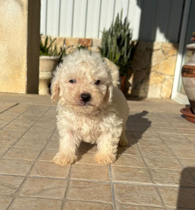 Cachorro Caniche Toy