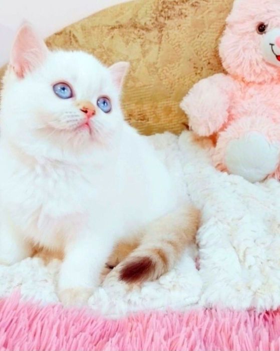 Золота шиншила поінт Дівчинка красунечка