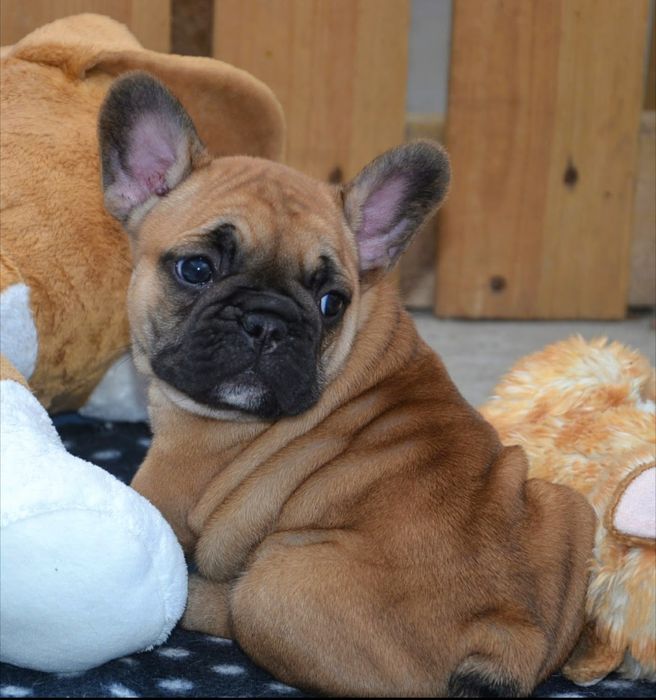 Щенки французского бульдога с родословной КСУ