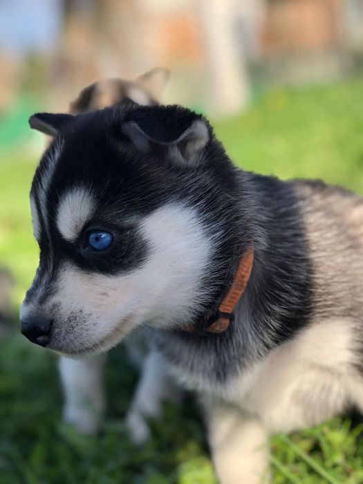 Красивий хлопчик Хаскі шукає дівчинку