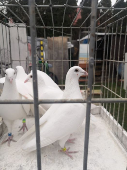 Białe pocztowe, gołębie, białe Delbary