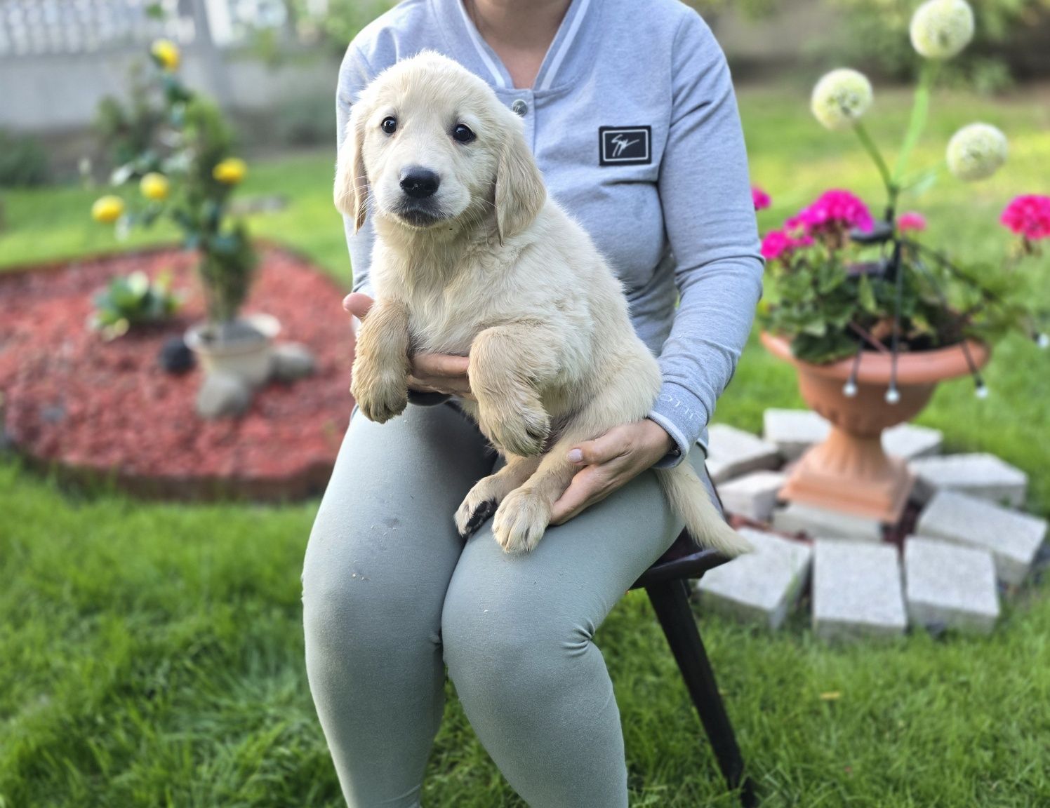 Golden retriever szczeniak