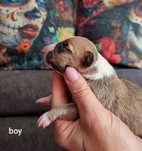 Bulterier Miniaturowy Miniature Bull Terrier Samiec