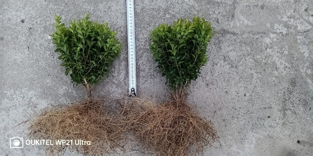 Самшит різних розмірів на опт і роздріб