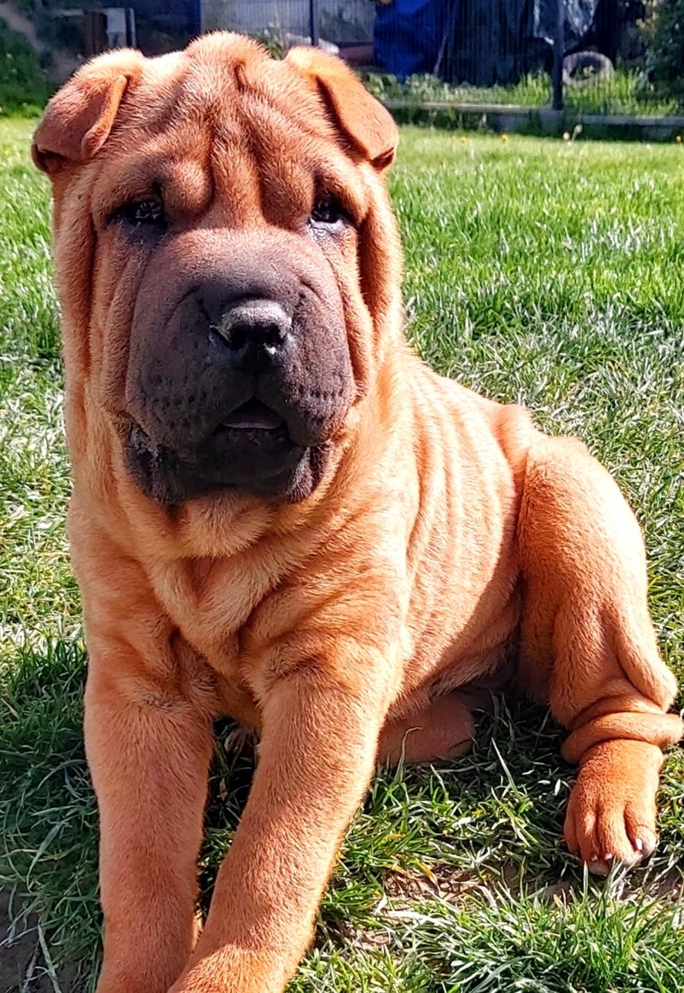 Shar Pei suczka z rodowodem ZKwP,Bella