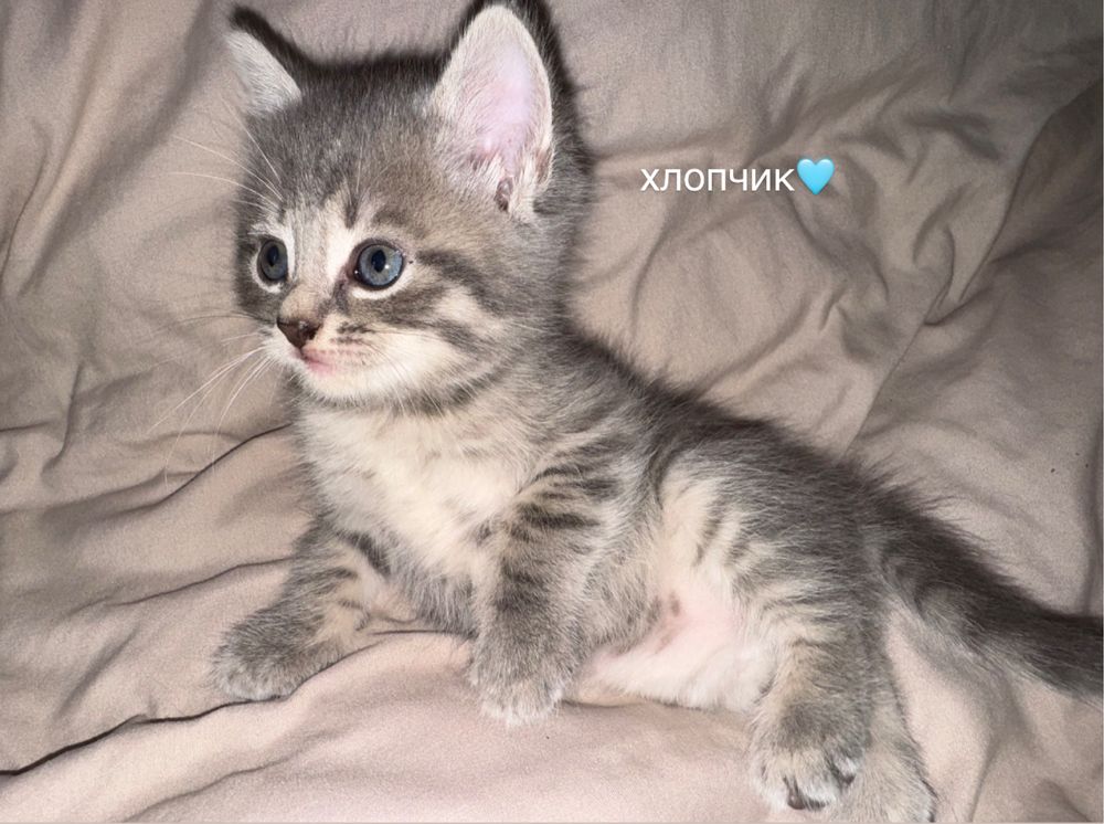 Британські та шотланські кошенята