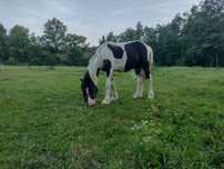 Wałach Irish cob