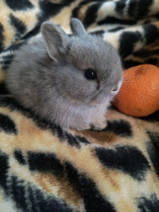 Предлагается к бронированию Мини кролик