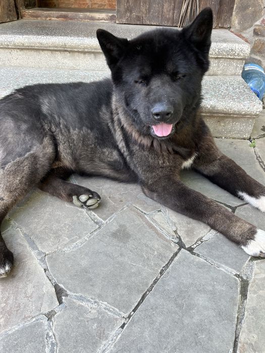 Американська акіта шукає пару на злучку