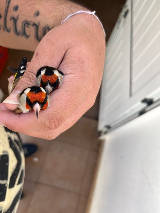 canários muito lindos