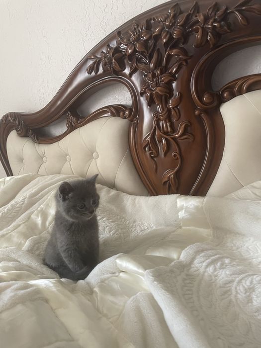 Британские котята