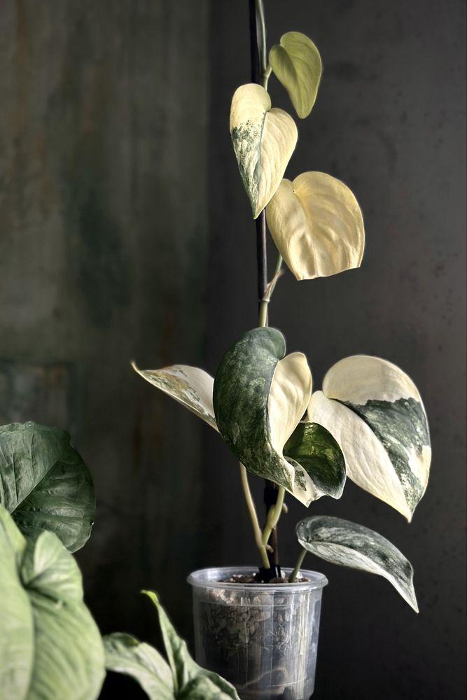 Scindapsus Jade Satin variegata - kolekcjonerska roślina, świetne geny