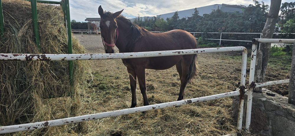 Ogier typ szlachetny gniady