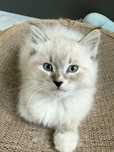 Kocurki kotki Ragdoll