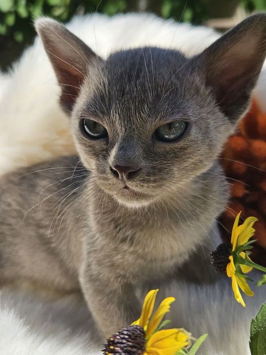 Бурма європейська