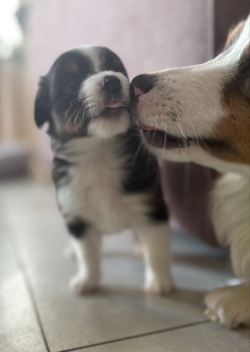 Miniaturowy Owczarek Amerykański, MAS, suczka FCI