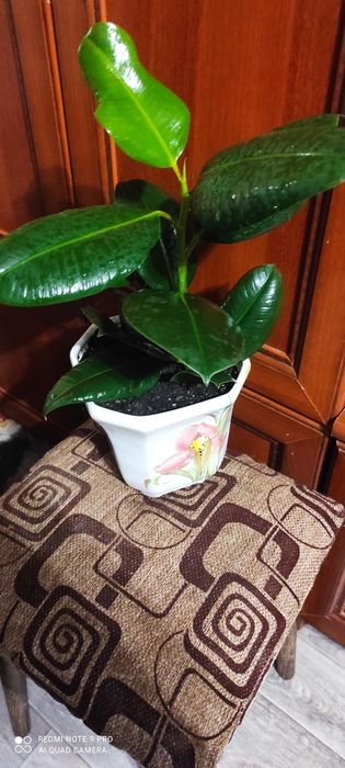 Фикус каучуковый