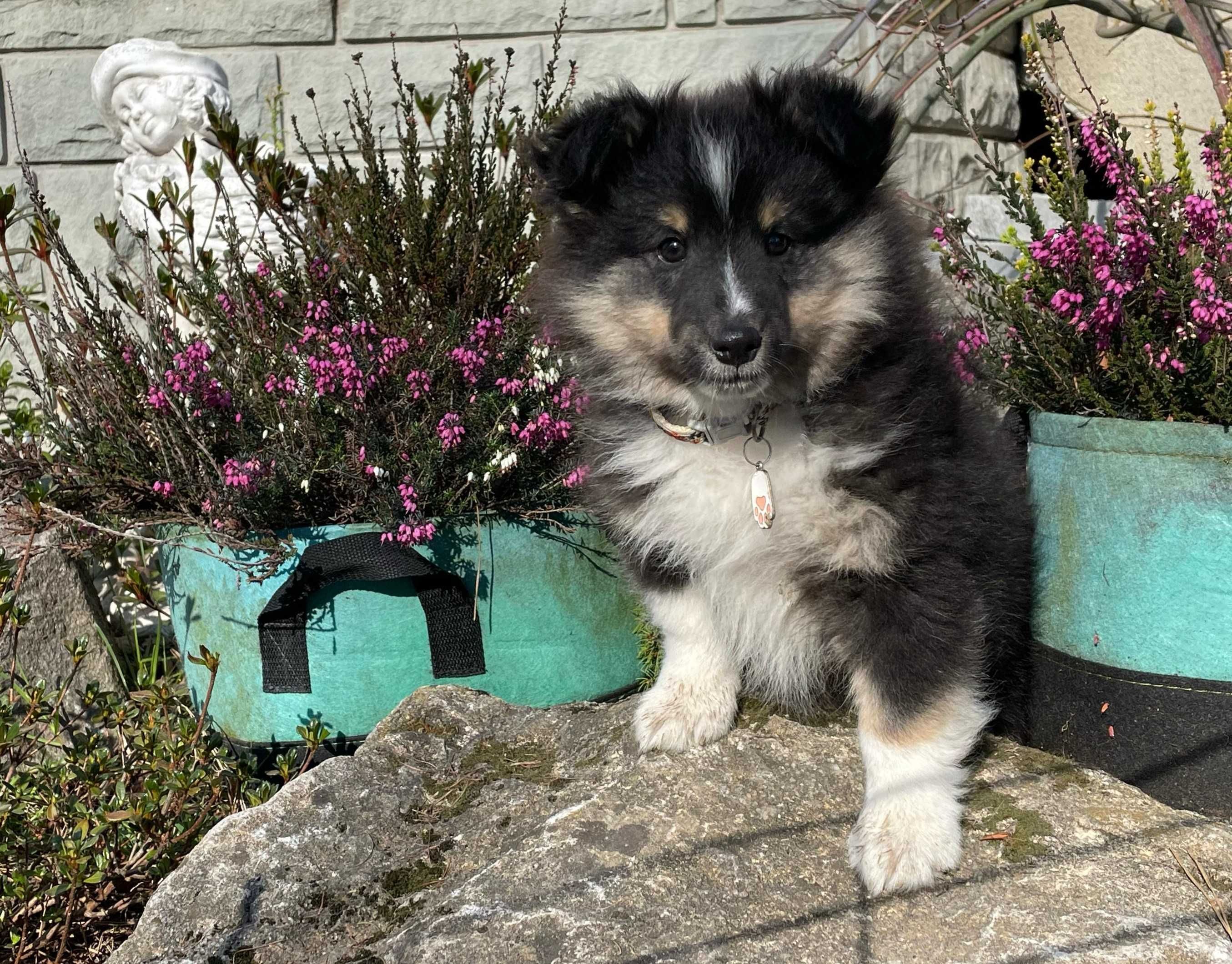 owczarek szetlandzki, sheltie, shetland sheepdog, piesek, ZKwP, FCI
