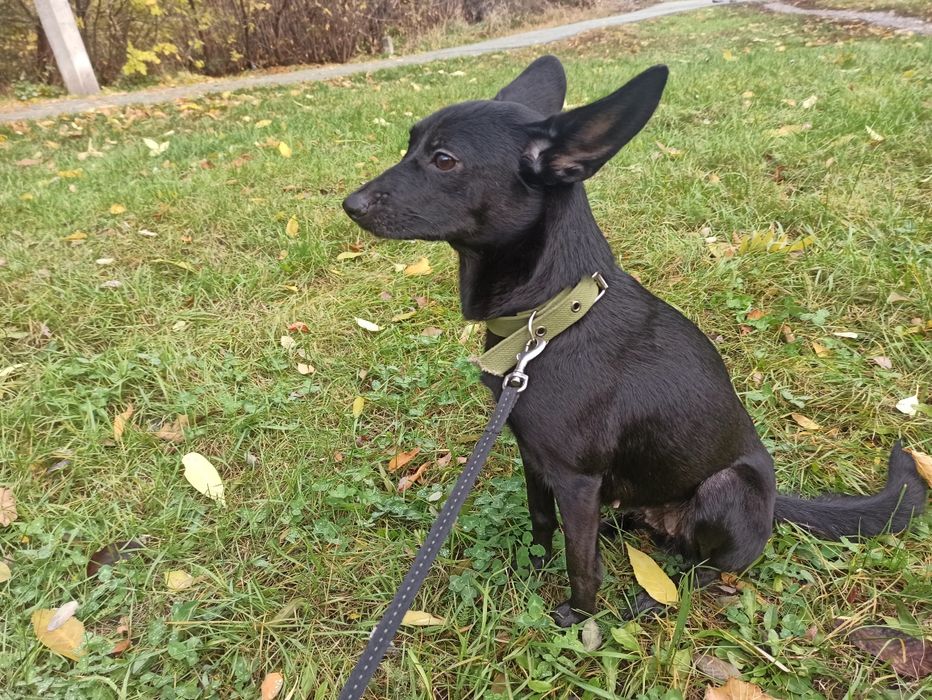 Віддам собачку в добрі руки