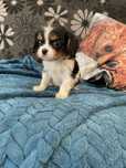 Cavalier king charles spaniel sunia tricolor