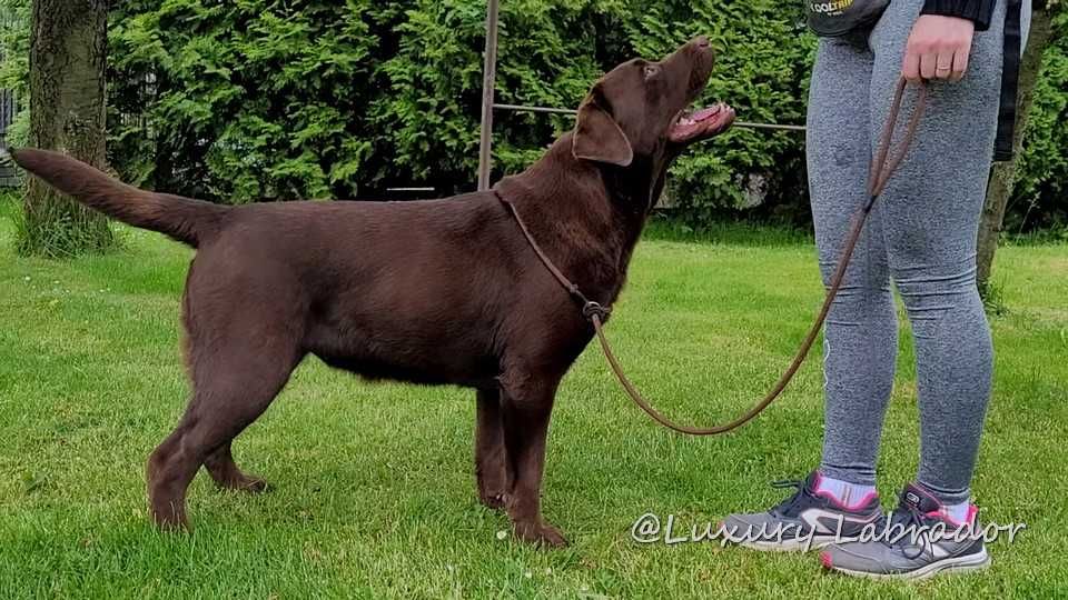 Labrador Retriever, metryka ZKwP (FCI)