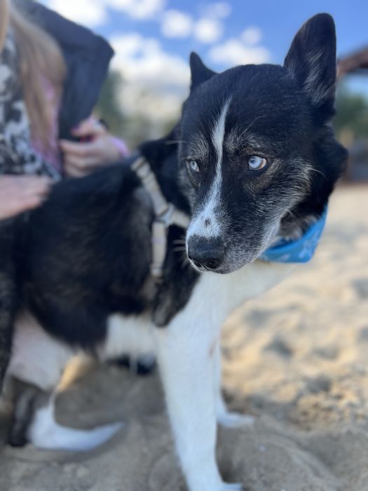 Mały książę Maksymilian o błękitnych oczach szuka swojego królestwa