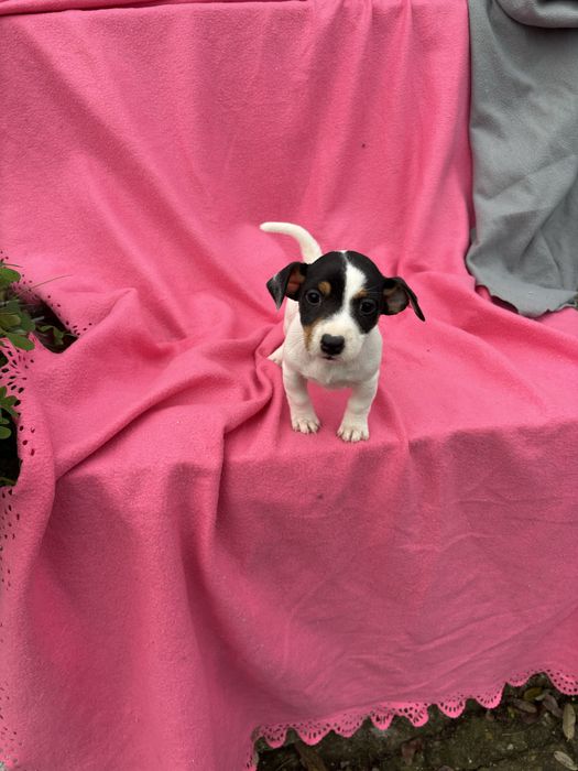 Jack russell terrier femea