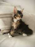 KOTKA Maine Coon Szynszylowa