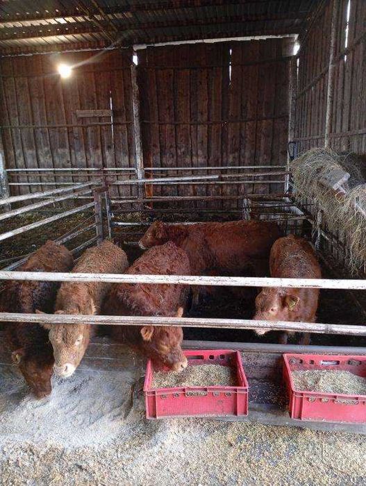 Odsadki Limuze - jałówki i byczki