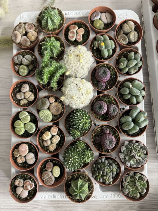 Сукуленти Суккуленты кактус эхеверия красула седум литопс кактус