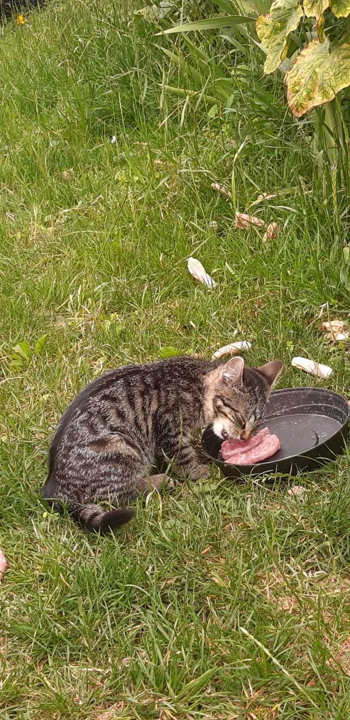 Oddam za darmo 3 miesięczne kocięta w dobre i troskliwe ręce!