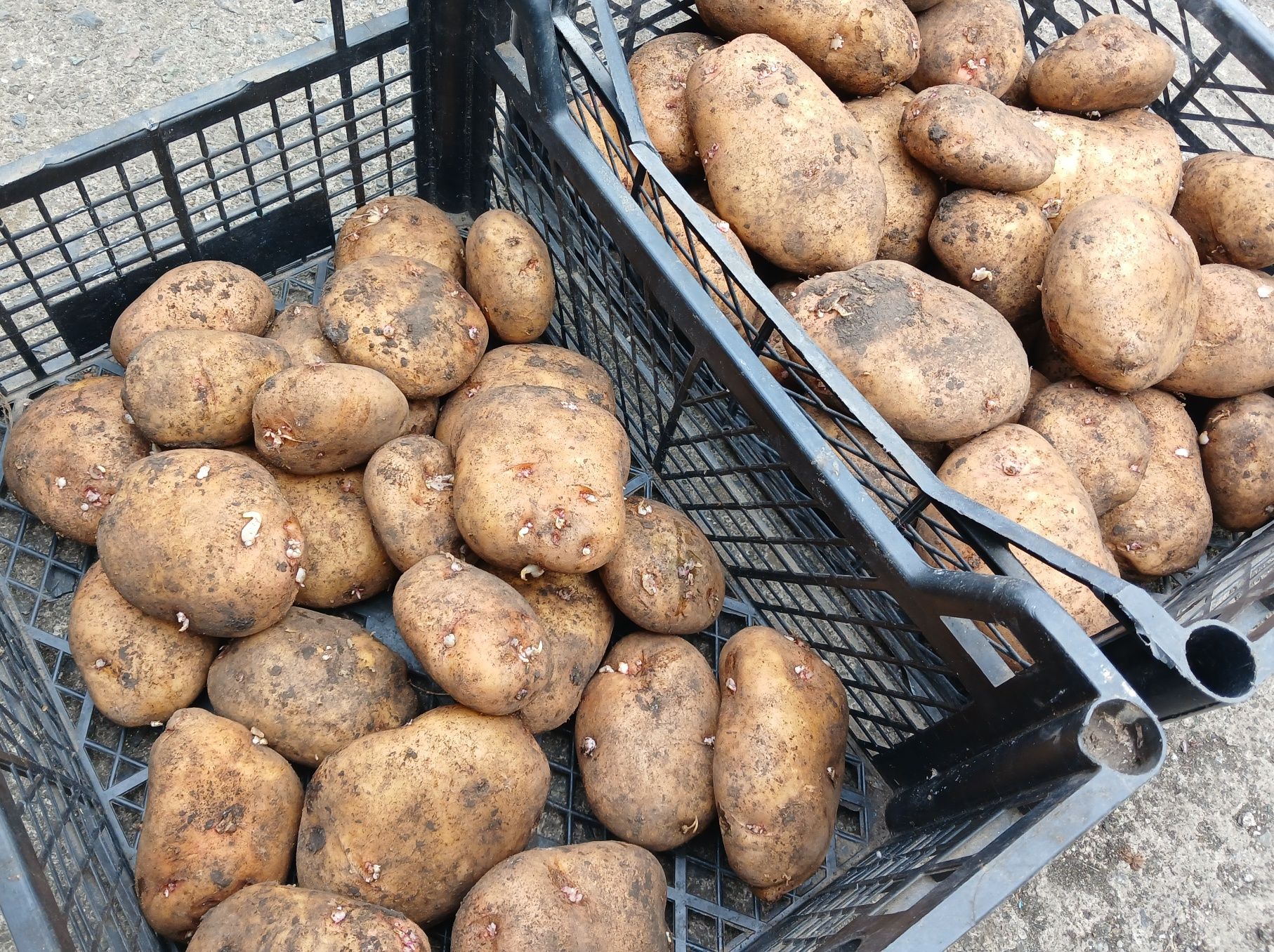 Картопля, картофель, картошка домашняя для еды и посадки