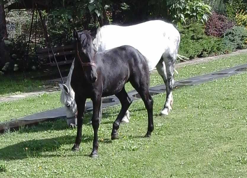 klaczka źrebica klacz