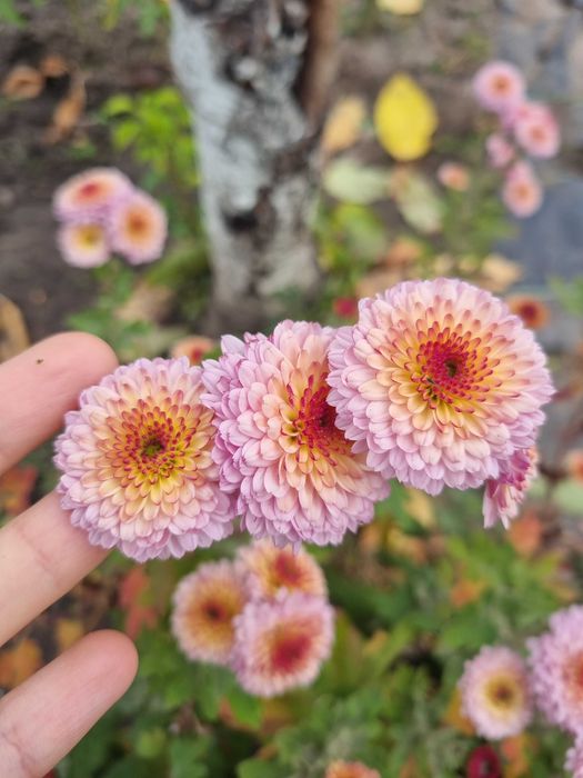 Набор хризантем саженцы