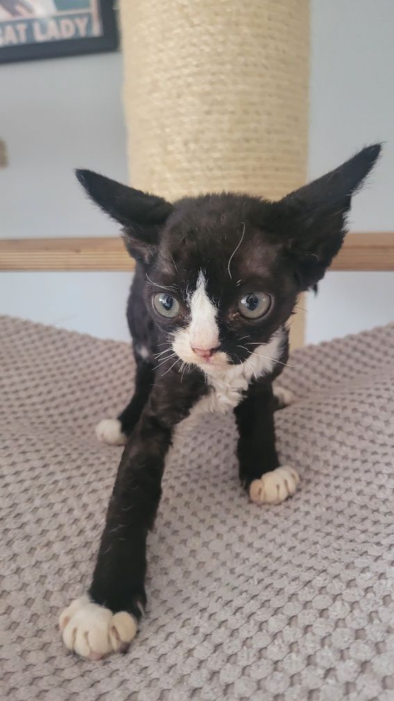 Devon rex kocurek