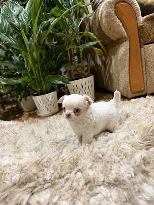 chihuahua długowłosy piesek