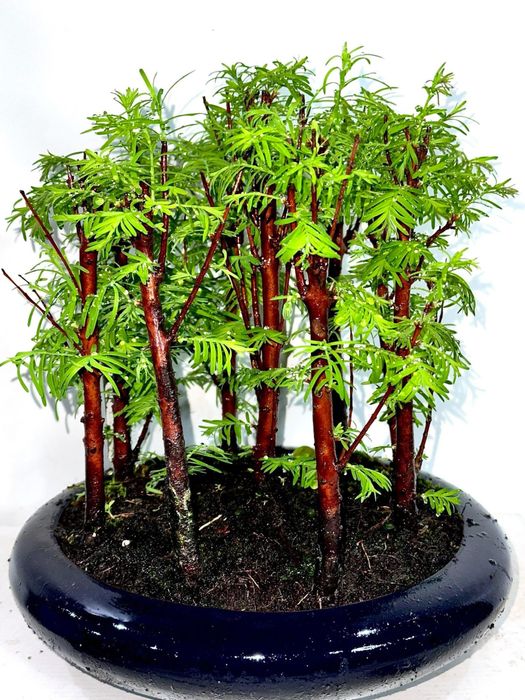 Бонсаі. Доставка по Украіні.